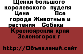Щенки большого (королевского) пуделя › Цена ­ 25 000 - Все города Животные и растения » Собаки   . Красноярский край,Зеленогорск г.